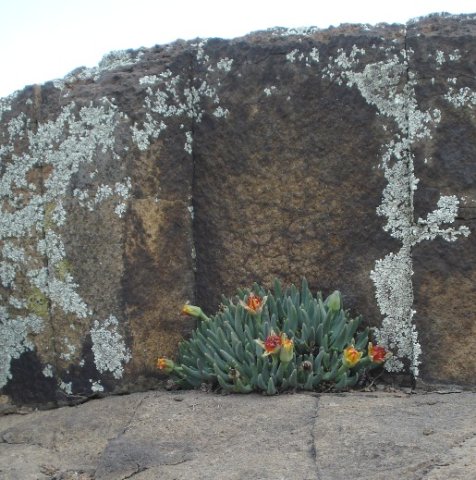 Hereroa glenensis floral beginnings and endings